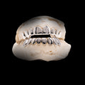 Empire Silver Grillz image 0