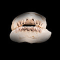 10K Gold Grillz image 0